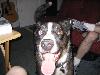 mojo